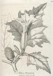 124. Datura stramonium.