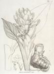 132. Curcuma longa.