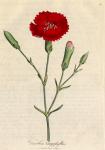 080. Dianthus caryophyllus. C.