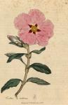 091. Cistus creticus. C.