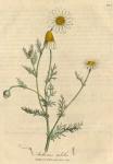 103. Anthemis nobilis. C.