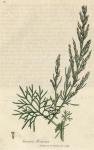 119. Artemisia abrotanum. C.