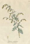 122. Artemisia maritima. C.