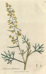 123. Artemisia santonica. C.