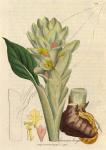 132. Curcuma longa. C.