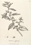 142. Parietaria officinalis.