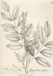 167. Glycyrrhiza glabra.