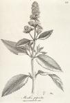 169. Mentha piperita.