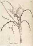 176. Crocus sativus.