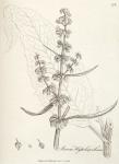 178. Rumex hydrolapathum.