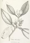 183. Citrus aurantium.