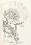 185. Papaver somniferum.