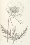 186. Papaver rhoeas.