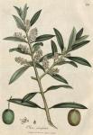 136. Olea europaea. C.