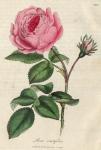 140. Rosa centifolia. C.