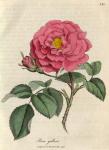 141. Rosa gallica. C.