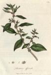 142. Parietaria officinalis. C.