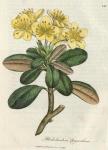 149. Rhododendron chrysanthum. C.