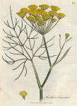 160. Anethum foeniculum. C.