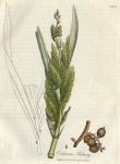 174. Calamus rotang. C.