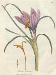 176. Crocus sativus. C.