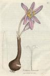 177. Colchicum autumnale. C.