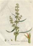 178. Rumex hydrolapathum. C.