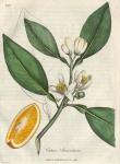 183. Citrus aurantium. C.