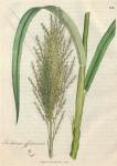 196. Saccharum officinarum. C.