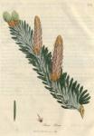 209. Pinus picea. C.