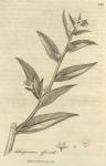 213. Lithospermum officinale.