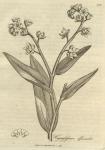 216. Cynoglossum officinale.