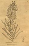 221. Antirrhinum linaria.