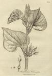 238. Aristolochia clematitis.