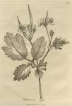 263. Chelidonium majus.