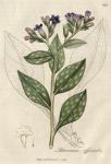 212. Pulmonaria officinalis. C.