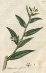 213. Lithospermum officinale. C.