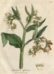 215. Symphytum officinale. C.