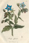 217. Borago officinalis. C.