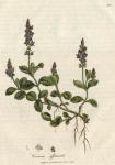 219. Veronica officinalis. C.