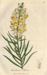 221. Antirrhinum linaria. C.