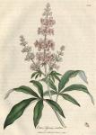 222. Vitex agnus castus. C.