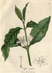 230. Coffea arabica. C.