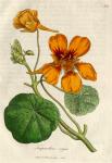 233. Tropaeolum majus. C.