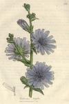 248. Cichorium intybus. C.