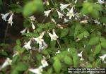 Photo: Abelia 1.