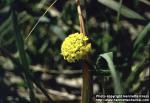 Photo: Abronia latifolia 1.