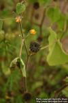 Photo: Abutilon theophrasti.