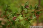 Photo: Abelia spathulata 0.