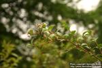 Photo: Abelia spathulata 1.